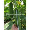 Suntoday to plant a seed image vegetable agriculture heriloom company Organic wax gourd chieh-qua seeds(22001)